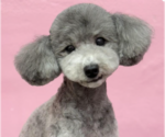 Small Poodle (Miniature)