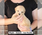 Small #3 Poodle (Toy)