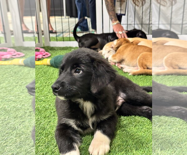 Medium Photo #2 Unknown-pomeranian spitz Mix Puppy For Sale in Sanford, FL, USA