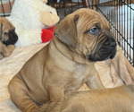 Small Photo #25 Boerboel-Cane Corso Mix Puppy For Sale in MARION, OH, USA