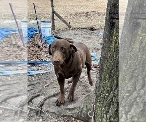 Father of the Labrador Retriever puppies born on 02/18/2023