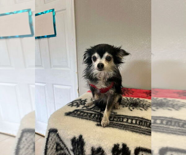 Medium Photo #1 Chihuahua Puppy For Sale in Osgood, IN, USA