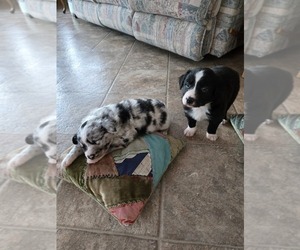 Australian Shepherd Litter for sale in BRIDGEWATER, VA, USA
