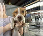 Small #1 Whippet Mix