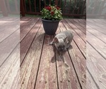 Small Photo #7 French Bulldog Puppy For Sale in KANSAS CITY, MO, USA