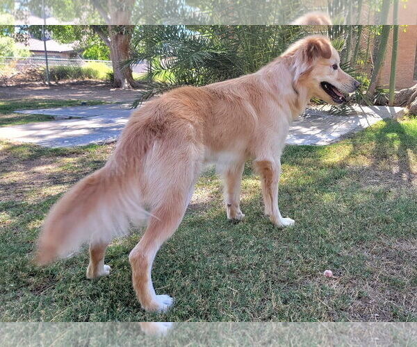 Medium Photo #3 Border Collie-Golden Retriever Mix Puppy For Sale in Glendale , AZ, USA