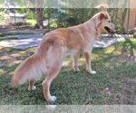 Small #2 Border Collie-Golden Retriever Mix