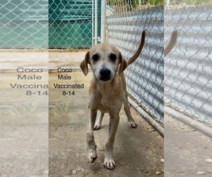 Chihuahua-Retriever  Mix Dogs for adoption in Virginia Beach, VA, USA