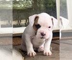 Small Photo #8 American Bulldog Puppy For Sale in PLUMAS LAKE, CA, USA