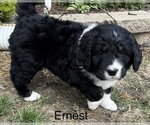 Small #5 Bernedoodle