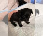 Small Photo #1 Poodle (Miniature)-YorkiePoo Mix Puppy For Sale in ARVADA, CO, USA