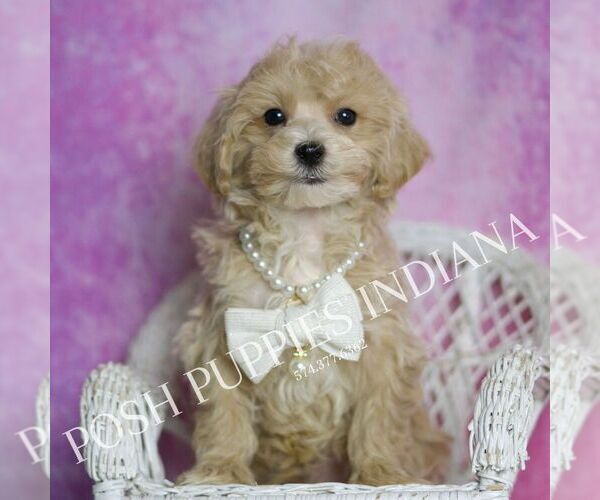 Medium Photo #5 Maltipoo Puppy For Sale in WARSAW, IN, USA