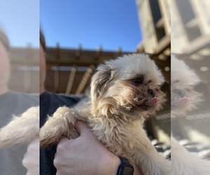 Shih Tzu Puppy for sale in CONROE, TX, USA