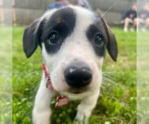 Mutt Dogs for adoption in Canton, CT, USA