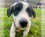 Small Mutt