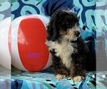 Small #7 Bernedoodle (Miniature)