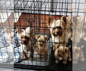 Father of the Yorkshire Terrier puppies born on 05/05/2025