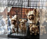 Small Photo #1 Yorkshire Terrier Puppy For Sale in MABLETON, GA, USA