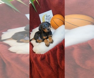 Doberman Pinscher Puppy for sale in BOSSIER CITY, LA, USA