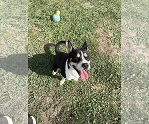 American Staffordshire Terrier-Huskies  Mix Dogs for adoption in Rowlett, TX, USA