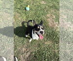 Small American Staffordshire Terrier-Huskies  Mix