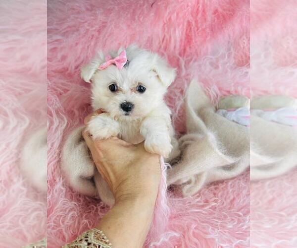 Medium Photo #11 Maltese Puppy For Sale in TAMPA, FL, USA