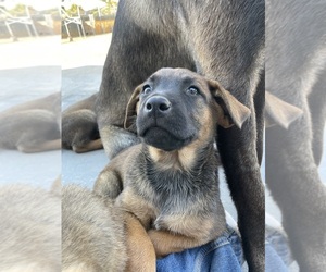 Belgian Malinois-Rottweiler Mix Puppy for sale in FRESNO, CA, USA