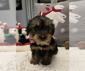 Yorkshire Terrier Puppy for sale in GRAND RAPIDS, MI, USA