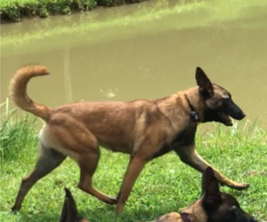 Mother of the Belgian Malinois puppies born on 08/12/2022