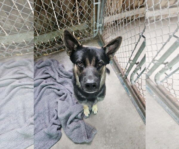 Medium Photo #4 German Shepherd Dog-Unknown Mix Puppy For Sale in Monte Vista, CO, USA