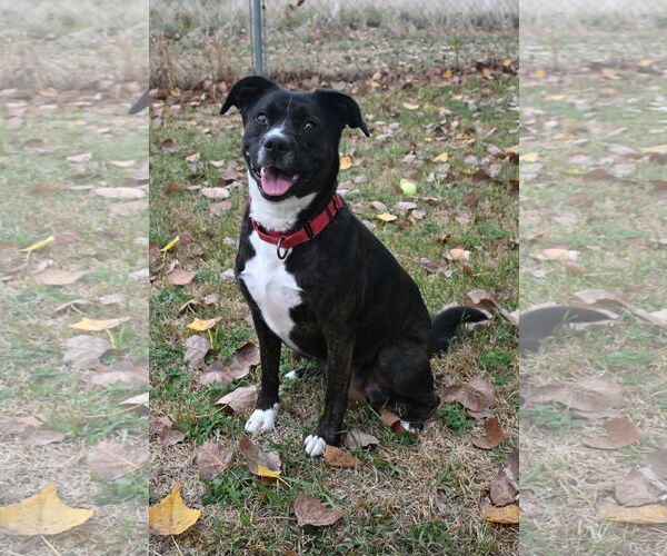 Medium Photo #3 Borador Puppy For Sale in DuQuoin, IL, USA