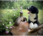 Small Photo #8 Australian Shepherd Puppy For Sale in BLACKSBURG, VA, USA