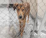 Small Labrador Retriever Mix