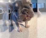 Small Photo #9 French Bulldog Puppy For Sale in SARASOTA, FL, USA