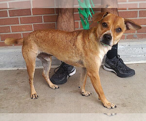 Medium Photo #4 Mutt Puppy For Sale in Carrollton, TX, USA