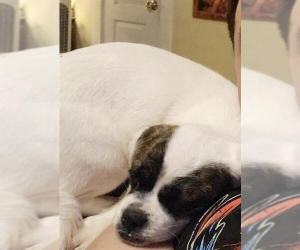 Medium Photo #1 Maltese-Unknown Mix Puppy For Sale in San Antonio, TX, USA