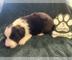 Small Photo #12 Border Collie Puppy For Sale in GIDDINGS, TX, USA