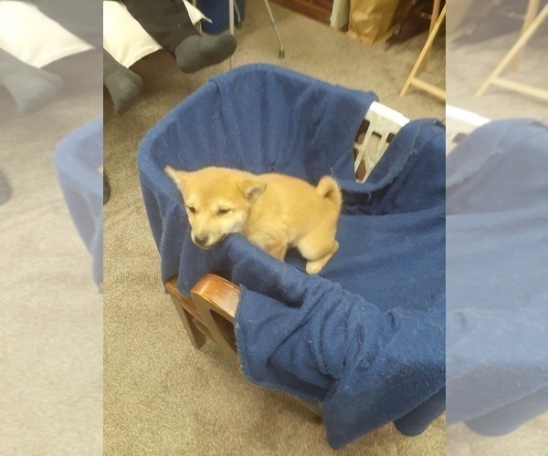 Medium Photo #8 Shiba Inu Puppy For Sale in CAMERON, MO, USA