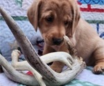 Small Photo #9 Labrador Retriever Puppy For Sale in BUFFALO, NY, USA
