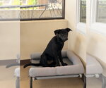 Wally - Male Labrador Retriever-Unknown Mix Dog for Adoption - Small photo