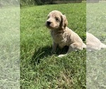 Small #1 Goldendoodle