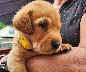 Labrador Retriever Puppy for sale in BUFFALO, NY, USA