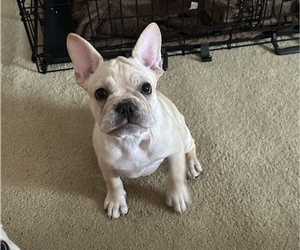 French Bulldog Puppy for sale in PADUCAH, KY, USA