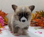Small #4 Pembroke Welsh Corgi