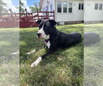 Small #9 American Pit Bull Terrier-Labrador Retriever Mix