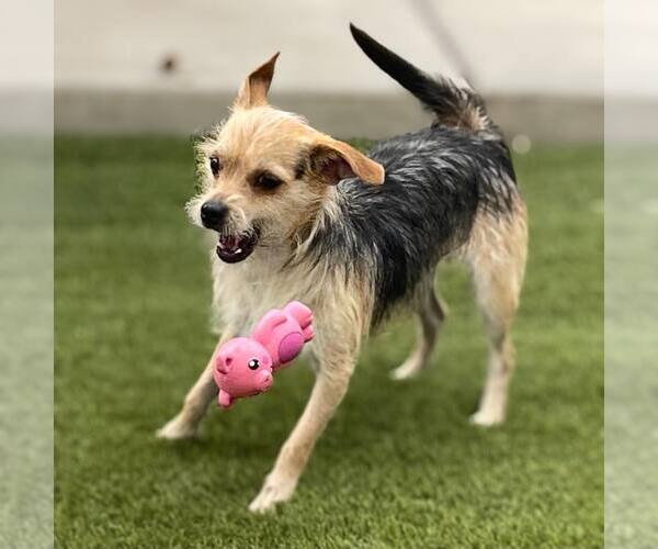 Medium Photo #1 Mutt Puppy For Sale in La Verne, CA, USA
