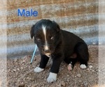 Puppy Puppy 2 Australian Shepherd