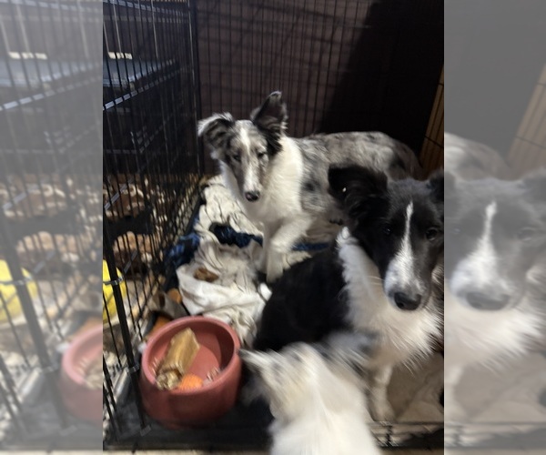 Medium Photo #8 Shetland Sheepdog Puppy For Sale in KEWAUNEE, WI, USA