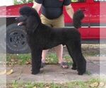 Small Photo #1 Bernedoodle Puppy For Sale in JUSTIN, TX, USA