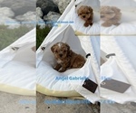 Small Photo #4 Maltipoo Puppy For Sale in MANHATTAN BEACH, CA, USA